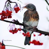 Боги дали нам птиц,чтобы мы видели    каждый день, что такое красота...         Конфуций :: Восковых Анна Васильевна 