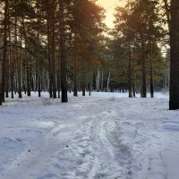 Путешествие по лесу . :: Мила Бовкун