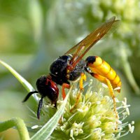 Пчелиный волк (Philanthus triangulum) :: Константин Штарк