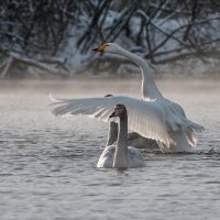 Лебеди на зимовке :: Юрий Никитенко