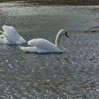 Лебеди на пруду :: Liliya Kharlamova