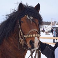 Двенадцатые областные соревнования конников на лошадях Мезенской породы. :: ЛЮДМИЛА 