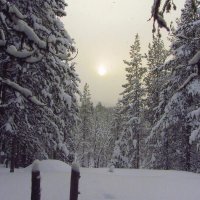 Пасмурная погода в лесу. :: Галина Полина