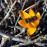 Пчела и крокус. Интересно, а бывает крокусовый мед? :: Ольга Голубева