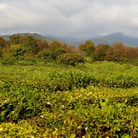 Осень на чайной плантации :: Татьяна Лютаева