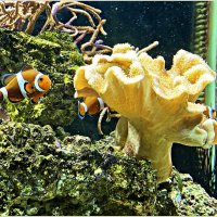 Коралл и рыбка клоун. :: Валерия Комова
