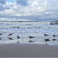 Море, чайки. :: Валерия Комова