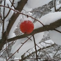 Яблочки на снегу :: Юрий Кирьянов