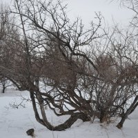 Джигида,зима,снег. :: Георгиевич 