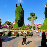 Dubai Miracle Garden :: Анатолий Малобродский