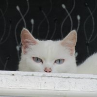 Белая кошка. :: Иван Обожин