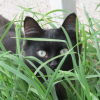 Кошка в траве. :: Иван Обожин