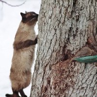 "Ну взгляни ж на меня, хоть один только раз......!" :: Восковых Анна Васильевна 