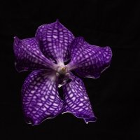 Орхидея ванда :: Надежда 