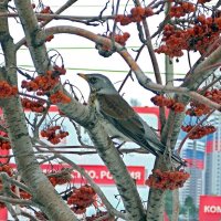 Птицы в городе :: Galina Solovova