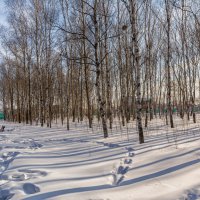 Зима в парке. :: Виктор Иванович Чернюк