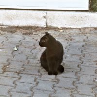из жизни кошек :: Елена Шаламова