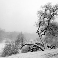 Белый туман :: Сергей Карачин