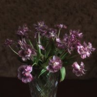 Пионовидные тюльпаны :: Elena Basova