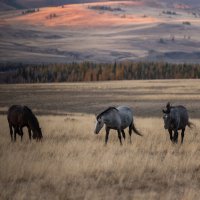 Алтайские лошадки :: Кассандра Мареева
