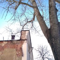 Стена дома и дерево :: Марина Кушнарева