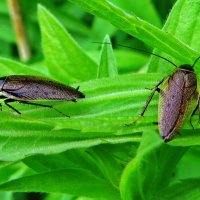 Лесной таракан — вид тараканов из семейства Ectobiidae. :: Ivan Vodonos