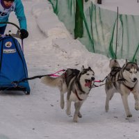 Еще немного, еще чуть, чуть. :: Виктор Иванович Чернюк