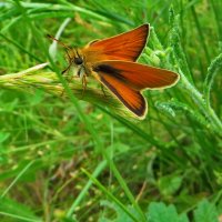 Толстоголовка тире (лат. Thymelicus lineola) — бабочка из семейства толстоголовок. :: Ivan Vodonos