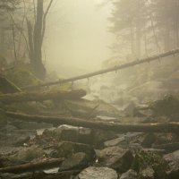 Туман в лесу :: Эдуард Куклин