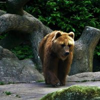 Медведь :: Nina Yudicheva