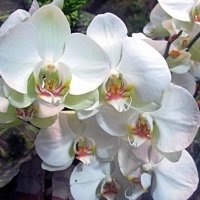 Чиста и прекрасна  душа орхидеи :: Ольга Довженко