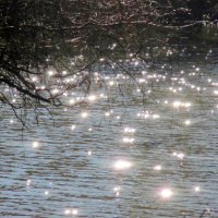 Солнечные блики в холодной воде :: Нина Бутко