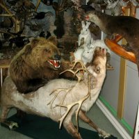 Экспонаты зоологической коллекции музея :: Любовь 