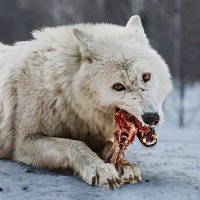 Белый волк :: SanSan 