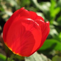 Тюльпан - цветок весны... :: Татьяна Гнездилова
