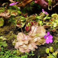 Растения-хищники в оранжерее Аптекарского огорода :: Лидия Бусурина