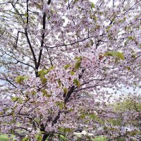 Начало мая , цветет сакура. :: tamara 