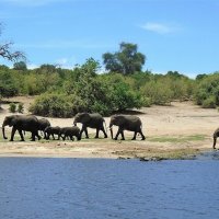 Ботсвана. Слоны на берегу реки Чобе :: Игорь Матвеев 