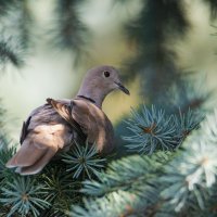 Кольчатая горлица (лат. Streptopelia decaocto) :: Денис Ветренко