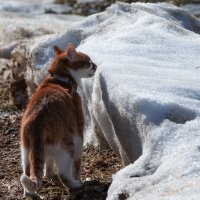 Запах мартовского снега дурманит котов... :: Владимир Безбородов