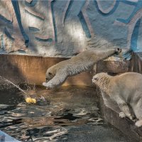 полярные медведи :: Аркадий Лаптенко