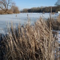 Рогоз,переживший зиму у озера :: Galina Solovova