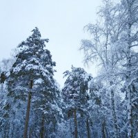 Лес в зимнем декоре :: Стас Борискин (STArSphoto)