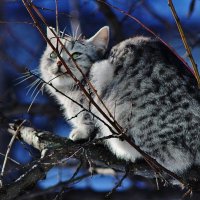 Зелёноглазый мечтатель. :: Восковых Анна Васильевна 