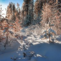 Зимний лес :: Vladimbormotov 