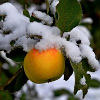 Яблоко в снегу :: TAD TAD