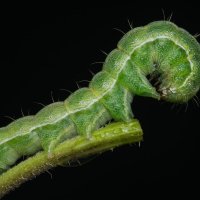 Совка шалфейная Heliothis peltigera (Denis & Schiffermuller, 1775) :: Денис Ветренко