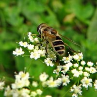 Пчеловидка лесная · Eristalis cf. nemorum · :: Ivan Vodonos