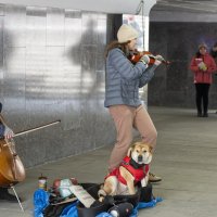 Трио - виолончель, скрипка и ... собака :: Александр Степовой 