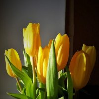 Желтые тюльпаны :: Ирина 